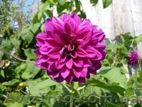 Продам георгины - <ro>Изображение</ro><ru>Изображение</ru> #1, <ru>Объявление</ru> #856340