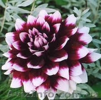 Продам георгины - <ro>Изображение</ro><ru>Изображение</ru> #2, <ru>Объявление</ru> #856340