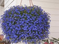 Продам лобелию - <ro>Изображение</ro><ru>Изображение</ru> #2, <ru>Объявление</ru> #856351