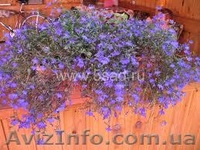 Продам лобелию - <ro>Изображение</ro><ru>Изображение</ru> #3, <ru>Объявление</ru> #856351