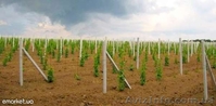 Виноградные колья - <ro>Изображение</ro><ru>Изображение</ru> #2, <ru>Объявление</ru> #886587