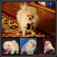 мальчик померанского шпица.., привит.Днепропетровск - <ro>Изображение</ro><ru>Изображение</ru> #8, <ru>Объявление</ru> #544512