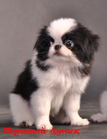 Японский хин - аристократ Востока  - <ro>Изображение</ro><ru>Изображение</ru> #6, <ru>Объявление</ru> #443496