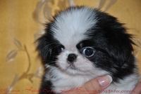 Японские хины - аристократы  - <ro>Изображение</ro><ru>Изображение</ru> #5, <ru>Объявление</ru> #443491