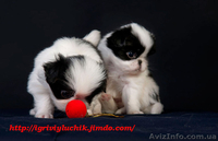 Японский хин - аристократ Востока  - <ro>Изображение</ro><ru>Изображение</ru> #3, <ru>Объявление</ru> #443496