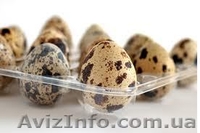 Яйцо перепелиное, мясо перепелов, мясо кролика. - <ro>Изображение</ro><ru>Изображение</ru> #2, <ru>Объявление</ru> #917983