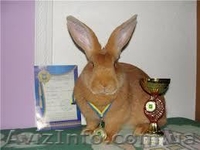 Яйцо перепелиное, мясо перепелов, мясо кролика. - <ro>Изображение</ro><ru>Изображение</ru> #4, <ru>Объявление</ru> #917983