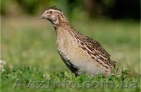 Яйцо перепелиное, мясо перепелов, мясо кролика. - <ro>Изображение</ro><ru>Изображение</ru> #1, <ru>Объявление</ru> #917983