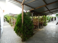 База Отдыха "Таити" - <ro>Изображение</ro><ru>Изображение</ru> #1, <ru>Объявление</ru> #913838