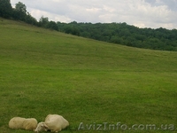 продам участок лкх 80 соток под горой БОЙКО - <ro>Изображение</ro><ru>Изображение</ru> #2, <ru>Объявление</ru> #460482
