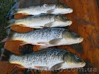 Рыбалка  в Голубинке - <ro>Изображение</ro><ru>Изображение</ru> #5, <ru>Объявление</ru> #940426