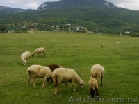 земельный участок  80 соток лкх - <ro>Изображение</ro><ru>Изображение</ru> #1, <ru>Объявление</ru> #495556