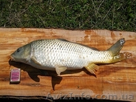 Отдых в Крыму, рыбалка в Голубинке Бахчисарайского района - <ro>Изображение</ro><ru>Изображение</ru> #5, <ru>Объявление</ru> #940423