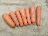 Продажа моркови в Крыму - <ro>Изображение</ro><ru>Изображение</ru> #2, <ru>Объявление</ru> #964372