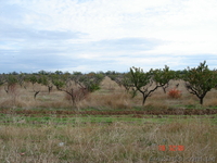 Продаётся несколько участков по 10 соток под индивидуальное строительство. - <ro>Изображение</ro><ru>Изображение</ru> #1, <ru>Объявление</ru> #955482
