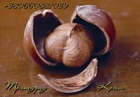 Плоды крупноплодного фундука Трапезунд в скорлупе - <ro>Изображение</ro><ru>Изображение</ru> #1, <ru>Объявление</ru> #974153