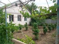 продам дом,большой сад - <ro>Изображение</ro><ru>Изображение</ru> #2, <ru>Объявление</ru> #983664