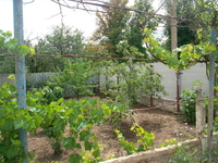 продам дом,большой сад - <ro>Изображение</ro><ru>Изображение</ru> #4, <ru>Объявление</ru> #983664