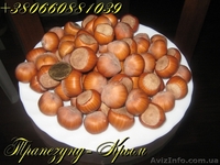 Плоды крупноплодного фундука Трапезунд в скорлупе - <ro>Изображение</ro><ru>Изображение</ru> #4, <ru>Объявление</ru> #974153