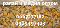 Рапан и мидия оптом - <ro>Изображение</ro><ru>Изображение</ru> #2, <ru>Объявление</ru> #987693
