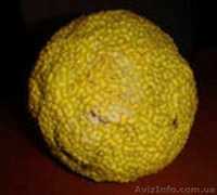 Плоды маклюры (адамово яблоко, лжеапельсин) - <ro>Изображение</ro><ru>Изображение</ru> #1, <ru>Объявление</ru> #1006506