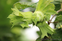 Фундук крупноплодный "Трапезунд" в скорлупе на сезон 2014-2015 - <ro>Изображение</ro><ru>Изображение</ru> #3, <ru>Объявление</ru> #1080964