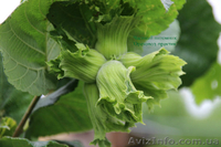 Фундук крупноплодный "Трапезунд" в скорлупе на сезон 2014-2015 - <ro>Изображение</ro><ru>Изображение</ru> #2, <ru>Объявление</ru> #1080964