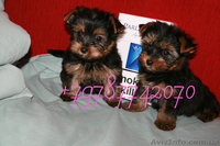щенки Йорка  очень дешево - <ro>Изображение</ro><ru>Изображение</ru> #1, <ru>Объявление</ru> #1237100