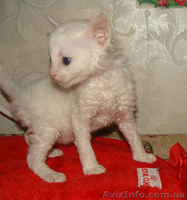 купить котенка неаллергенные кошки - <ro>Изображение</ro><ru>Изображение</ru> #1, <ru>Объявление</ru> #1249548