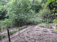 Продам земельный участок в пригороде Ялты - <ro>Изображение</ro><ru>Изображение</ru> #2, <ru>Объявление</ru> #1275506