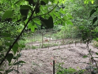 Продам земельный участок в пригороде Ялты - <ro>Изображение</ro><ru>Изображение</ru> #4, <ru>Объявление</ru> #1275506