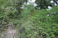 Продается земельный участок Гурзаф, Ялта 2 сот - <ro>Изображение</ro><ru>Изображение</ru> #4, <ru>Объявление</ru> #1327049