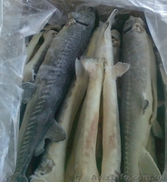 Продаем мясную продукцию ООО "КПД" - <ro>Изображение</ro><ru>Изображение</ru> #5, <ru>Объявление</ru> #1344094