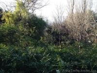 Продается участок в тихом месте г. Ялта п.Восход 8сот. - <ro>Изображение</ro><ru>Изображение</ru> #2, <ru>Объявление</ru> #1351454