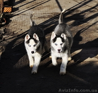 Малыши сибирский хаски КСУ. - <ro>Изображение</ro><ru>Изображение</ru> #3, <ru>Объявление</ru> #816870