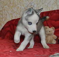 Малыши сибирский хаски КСУ. - <ro>Изображение</ro><ru>Изображение</ru> #1, <ru>Объявление</ru> #816870