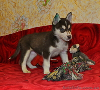 Малыши сибирский хаски КСУ. - <ro>Изображение</ro><ru>Изображение</ru> #5, <ru>Объявление</ru> #816870