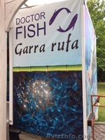 Готовый бизнес Doctor Fish - <ro>Изображение</ro><ru>Изображение</ru> #3, <ru>Объявление</ru> #1577651