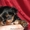 продам щенков йоркширского терьера - <ro>Изображение</ro><ru>Изображение</ru> #2, <ru>Объявление</ru> #5882