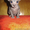 Коты Донские сфинксы - <ro>Изображение</ro><ru>Изображение</ru> #2, <ru>Объявление</ru> #45908