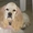 Продам щенков Американского Кокер Спаниель - <ro>Изображение</ro><ru>Изображение</ru> #4, <ru>Объявление</ru> #41113