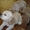 Продам щенков Американского Кокер Спаниель - <ro>Изображение</ro><ru>Изображение</ru> #1, <ru>Объявление</ru> #41113