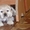Продам щенков Американского Кокер Спаниель - <ro>Изображение</ro><ru>Изображение</ru> #2, <ru>Объявление</ru> #41113