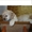 Продам щенков Американского Кокер Спаниель - <ro>Изображение</ro><ru>Изображение</ru> #3, <ru>Объявление</ru> #41113
