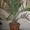 Финиковая пальма от 60 до 200 см - <ro>Изображение</ro><ru>Изображение</ru> #2, <ru>Объявление</ru> #175673