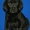 Щенки лабрадора ретривера от Мультичемпиоки,питомник - <ro>Изображение</ro><ru>Изображение</ru> #2, <ru>Объявление</ru> #213696