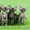Котята породы канадский сфинкс, племенные пары - <ro>Изображение</ro><ru>Изображение</ru> #1, <ru>Объявление</ru> #179181