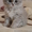 Продаются элитные котята шотландской вислоухой - <ro>Изображение</ro><ru>Изображение</ru> #3, <ru>Объявление</ru> #200087