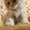 Продаются элитные котята шотландской вислоухой - <ro>Изображение</ro><ru>Изображение</ru> #4, <ru>Объявление</ru> #200087