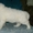 Щенки Американо канадской белой овчарки - <ro>Изображение</ro><ru>Изображение</ru> #2, <ru>Объявление</ru> #232442